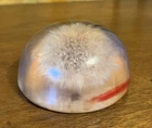Vintage Mcm 3 1/2 Round Dome Lucite Paperweight Of Dandelion White Bloom Used. Price: $11.69.
